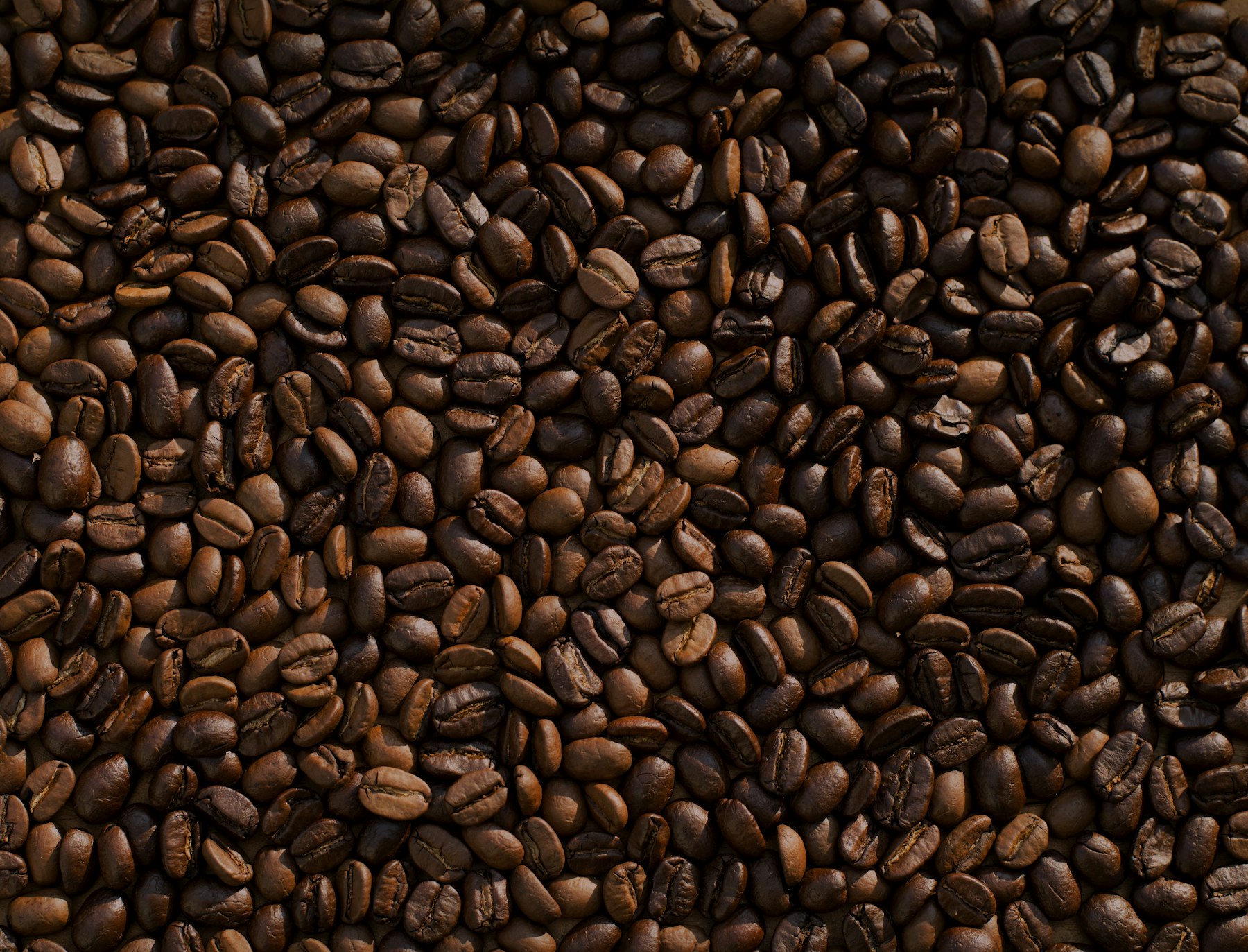 Grãos de café especial torrados